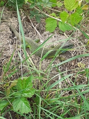 Lacerta bilineata