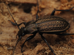 Carabus granulatus