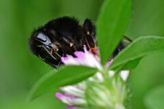 Bombus lapidarius