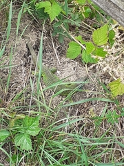 Lacerta bilineata