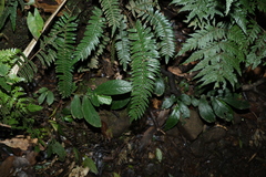 Pellaea falcata
