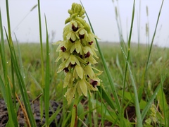 Orthochilus foliosus