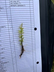 Plagiomnium undulatum