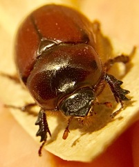 Oxygrylius ruginasus