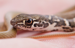 Masticophis flagellum piceus