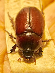 Oxygrylius ruginasus