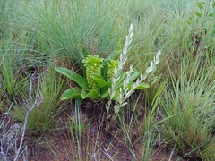 Eucomis autumnalis clavata