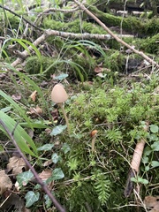 Parasola conopilea