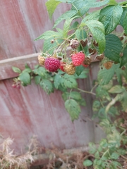 Rubus idaeus