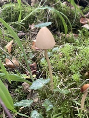 Parasola conopilea