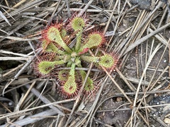 Drosera spatulata
