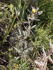 Rhynchosia chrysoscias