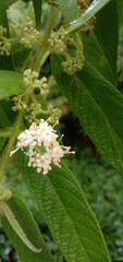 Callicarpa pilosissima