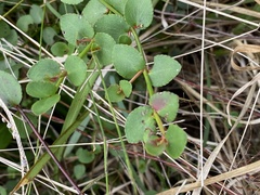 Gonocarpus micranthus