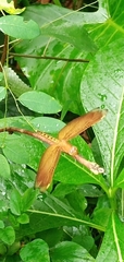 Neurothemis taiwanensis