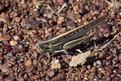 Austracris guttulosa