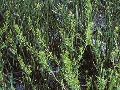 Descurainia nelsonii