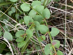 Gonocarpus micranthus
