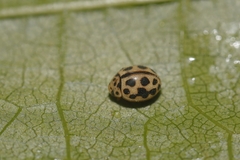 Tytthaspis sedecimpunctata