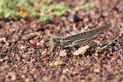 Austracris guttulosa