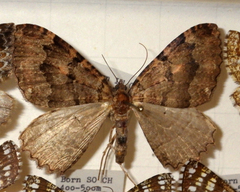 Triphosa dubitata