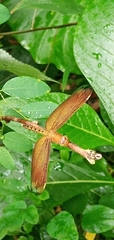 Neurothemis taiwanensis