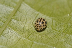 Tytthaspis sedecimpunctata