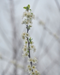 Prunus