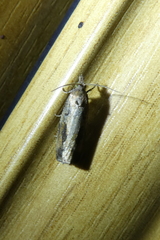 Endothenia