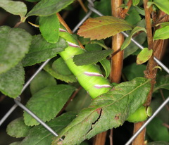 Sphinx ligustri