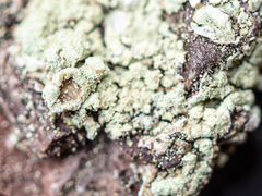 Parmeliopsis ambigua