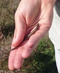 Chalcides striatus