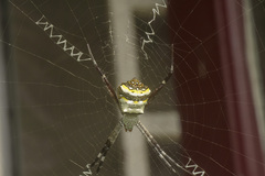 Argiope pulchella
