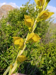 Gladiolus dalenii