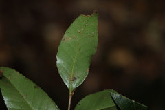 Nothofagus moorei