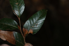Nothofagus moorei