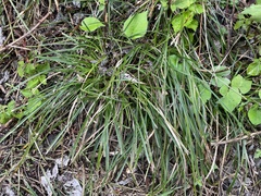 Carex breviculmis