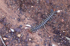 Scolopendra morsitans
