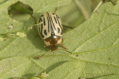 Zygogramma bicolorata