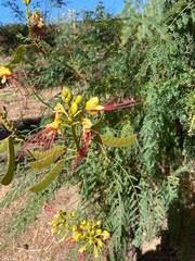 Erythrostemon gilliesii