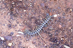 Scolopendra morsitans