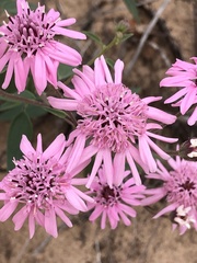 Palafoxia sphacelata