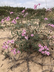 Palafoxia sphacelata