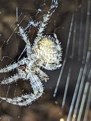 Araneus gemmoides