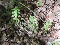 Cruciata glabra