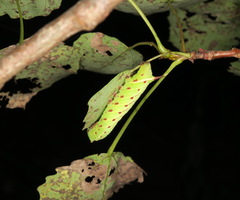 Smerinthus ocellata