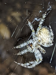 Araneus gemmoides