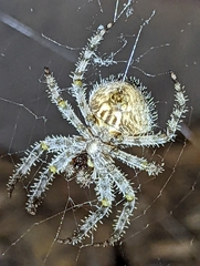 Araneus gemmoides