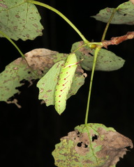 Smerinthus ocellata