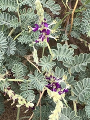 Dalea lanata